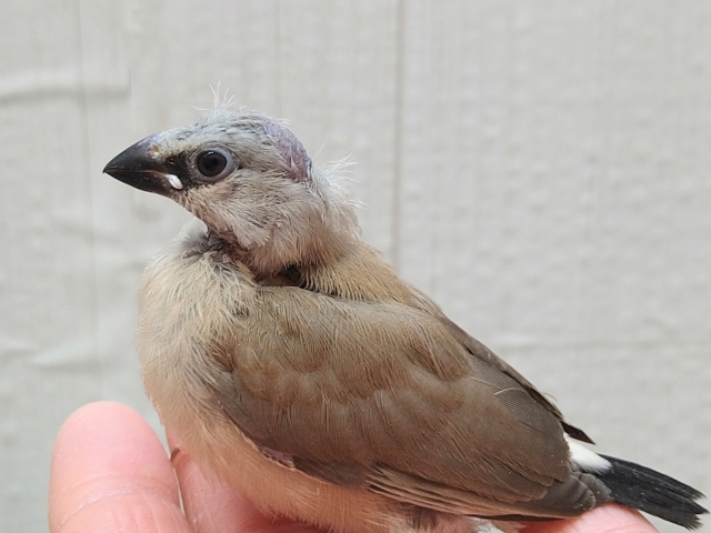 シュバシキンセイチョウ