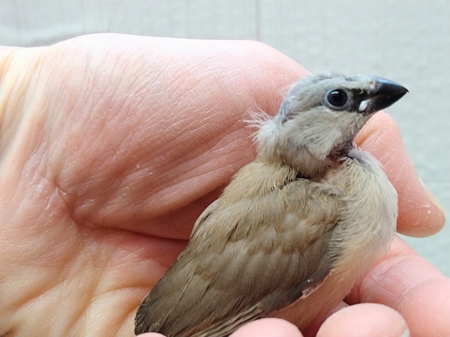 シュバシキンセイチョウ