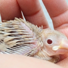 ふわふわドーナツカラー🍩シナモン文鳥ヒナさん