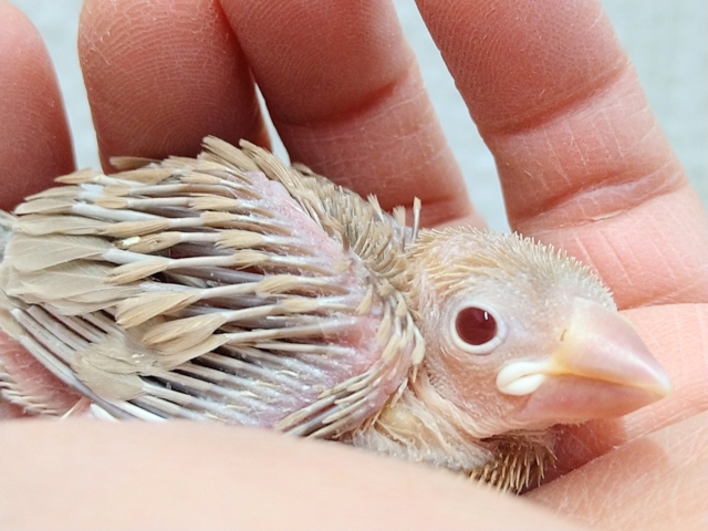 ふわふわドーナツカラー🍩シナモン文鳥ヒナさん