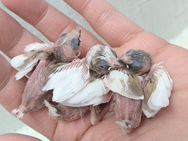 十姉妹（ジュウシマツ）