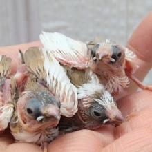 あと２羽❗️3つのみたらし白玉🍡十姉妹ヒナさん