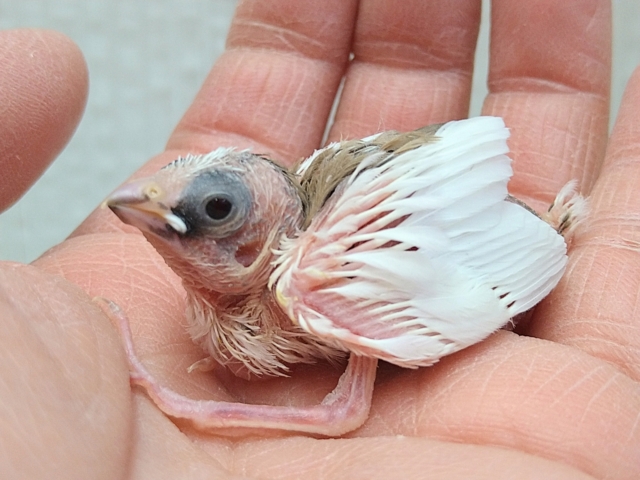 十姉妹（ジュウシマツ）