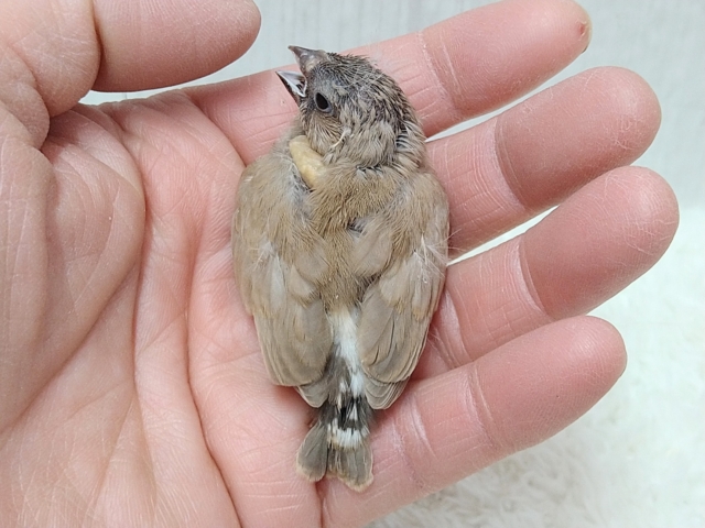 錦花鳥（キンカチョウ）