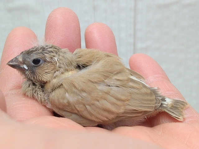 錦花鳥（キンカチョウ）