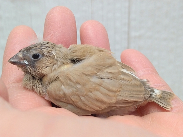 錦花鳥（キンカチョウ）