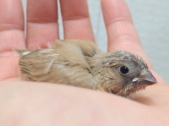 錦花鳥（キンカチョウ）