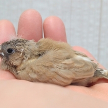 濃いめほうじ茶ラテ☕カラーなキンカ鳥ヒナさん