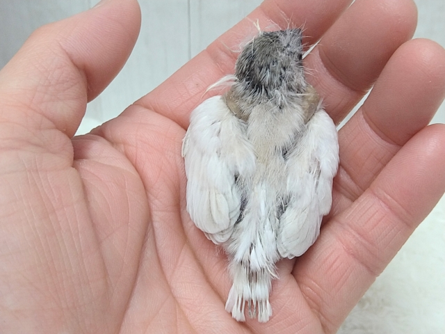 錦花鳥（キンカチョウ）