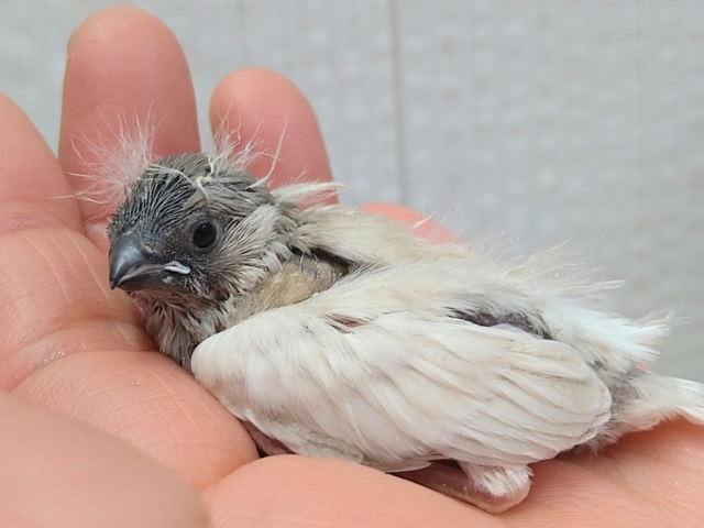 錦花鳥（キンカチョウ）