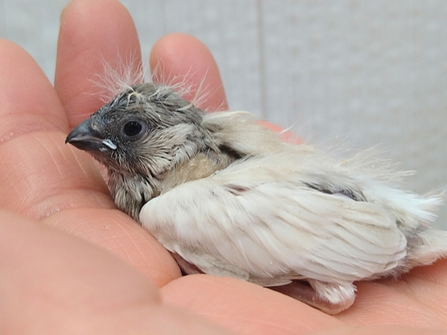 錦花鳥（キンカチョウ）