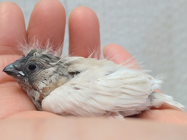 錦花鳥（キンカチョウ）