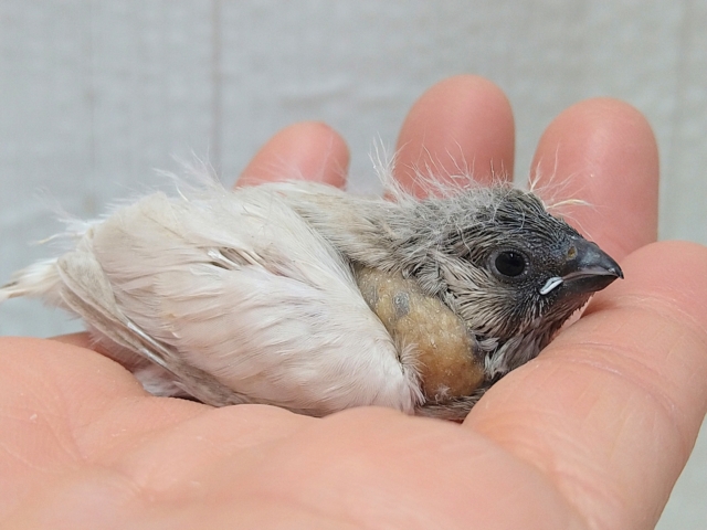 錦花鳥（キンカチョウ）