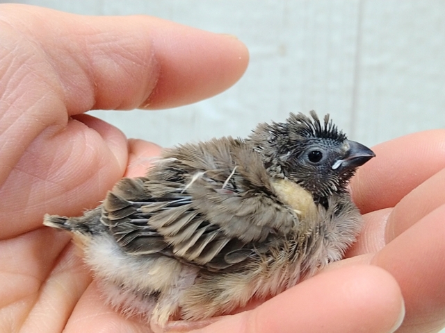 ちょっと淡めカラー!?キンカ鳥ヒナさんノーマル 錦花鳥(キンカチョウ)