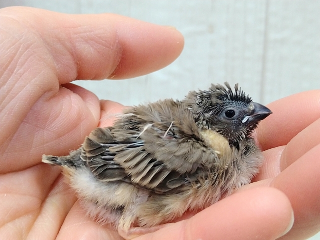ちょっと淡めカラー!?キンカ鳥ヒナさんノーマル 錦花鳥(キンカチョウ)