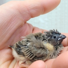 ちょっと淡めカラー!?キンカ鳥ヒナさんノーマル