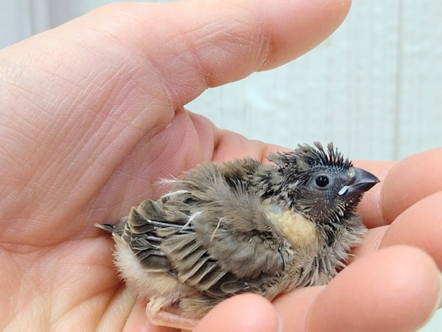 ちょっと淡めカラー!?キンカ鳥ヒナさんノーマル