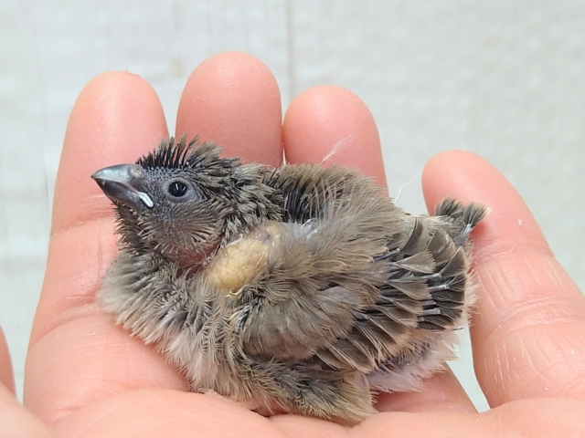 ちょっと淡めカラー!?キンカ鳥ヒナさんノーマル 錦花鳥(キンカチョウ)