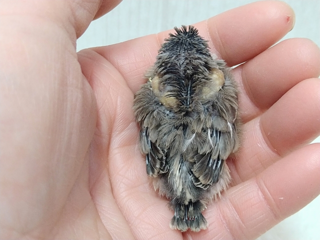 ちょっと淡めカラー!?キンカ鳥ヒナさんノーマル 錦花鳥(キンカチョウ)