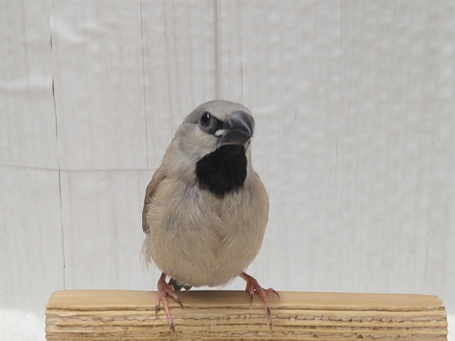 最新画像あります！赤いクチバシと黒いエプロンがチャームポイント❤️シュバシキンセイチョウヒナさん