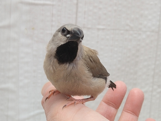 シュバシキンセイチョウ