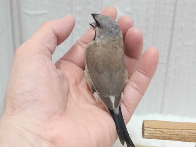 シュバシキンセイチョウ