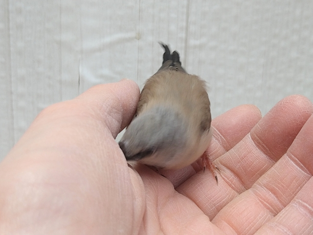 シュバシキンセイチョウ