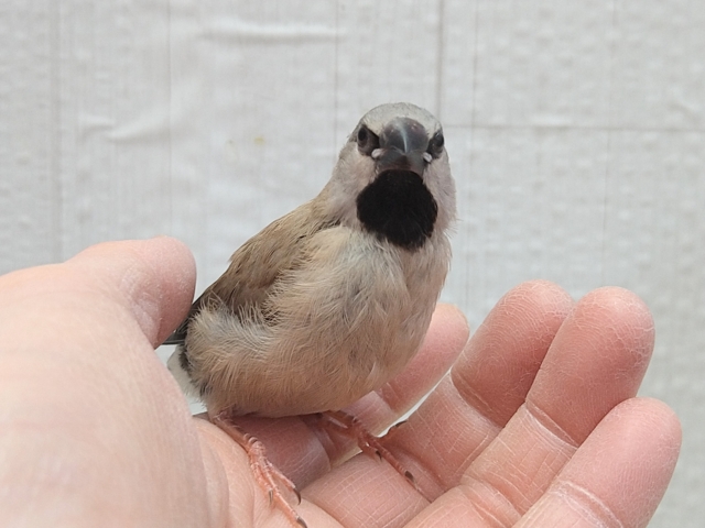 シュバシキンセイチョウ