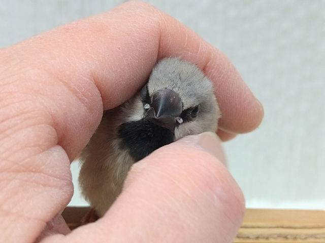 シュバシキンセイチョウ