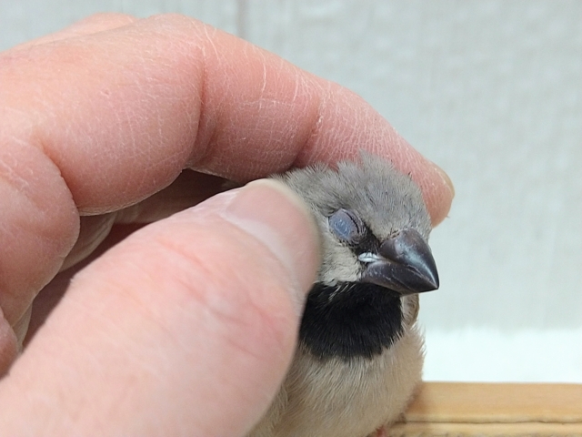 シュバシキンセイチョウ