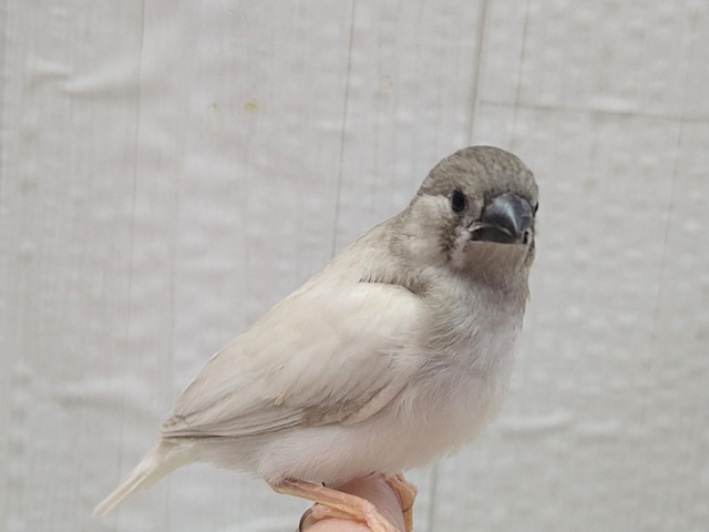 錦花鳥（キンカチョウ）