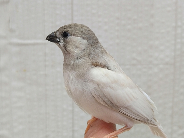 錦花鳥（キンカチョウ）