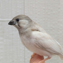 最新画像あります！レアです！色変わりキンカ鳥ヒナさん来ました〜