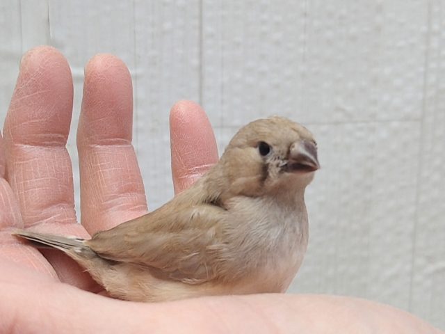 錦花鳥（キンカチョウ）