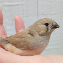 最新画像あります！濃いめほうじ茶ラテ☕カラーなキンカ鳥ヒナさん