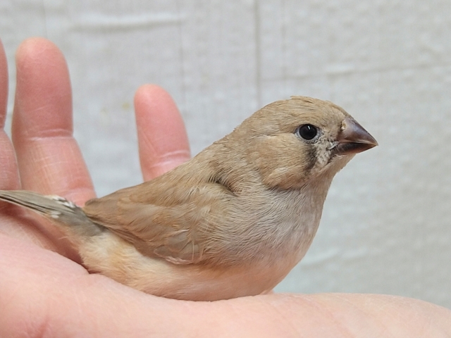 最新画像あります！濃いめほうじ茶ラテ☕カラーなキンカ鳥ヒナさん