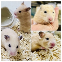 こんがり小麦色🌅　人気のハムなのだ！　キンクマハムスター