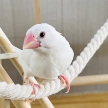 べたなれ目指してお世話中～✨白文鳥❤️