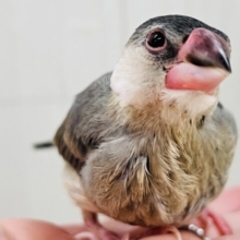 駆け足で人慣れ中‼︎桜文鳥つぶつぶ黒豆カラー🖤❤️