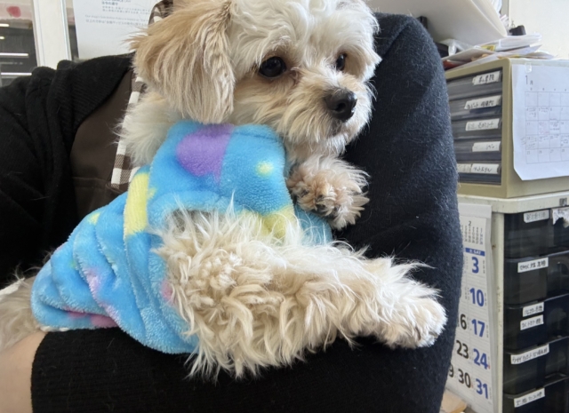 激カワガール❣️愛情表現豊かなおてんば娘💫うっとり顔が可愛いすぎる💗ハーフ犬(チワワ✖️トイプードル)の女のコきました〜❣️ チワプー