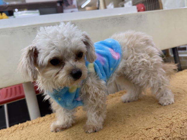 激カワガール❣️愛情表現豊かなおてんば娘💫うっとり顔が可愛いすぎる💗ハーフ犬(チワワ✖️トイプードル)の女のコきました〜❣️ チワプー