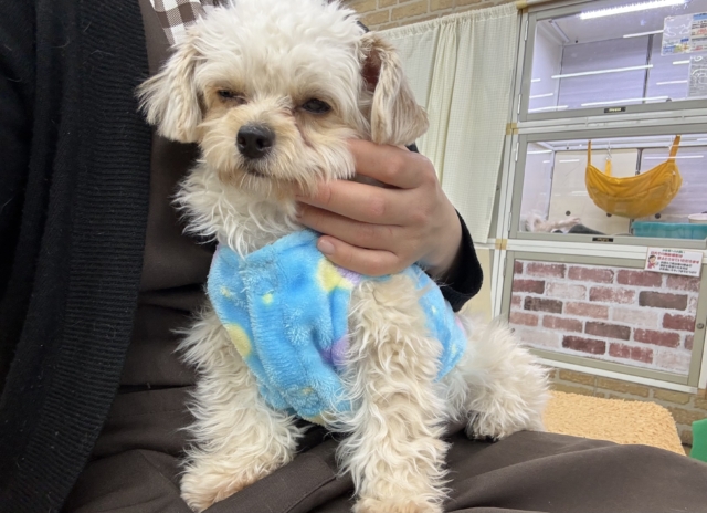 激カワガール❣️愛情表現豊かなおてんば娘💫うっとり顔が可愛いすぎる💗ハーフ犬(チワワ✖️トイプードル)の女のコきました〜❣️ チワプー