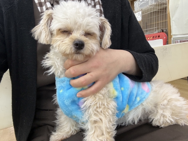 激カワガール❣️愛情表現豊かなおてんば娘💫うっとり顔が可愛いすぎる💗ハーフ犬(チワワ✖️トイプードル)の女のコきました〜❣️ チワプー