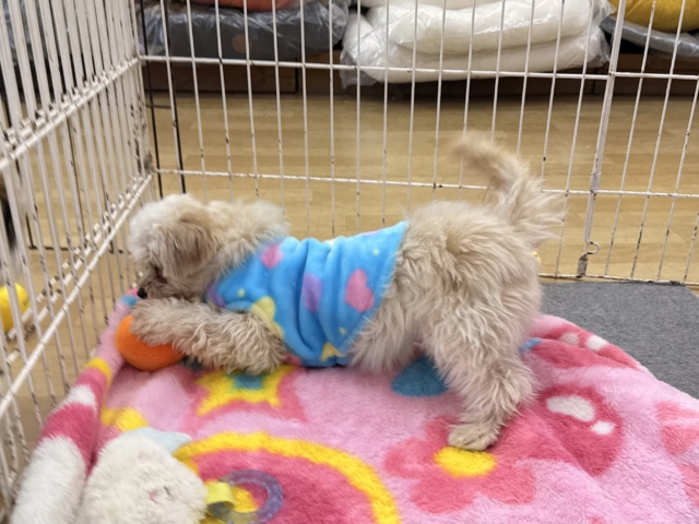 激カワガール❣️愛情表現豊かなおてんば娘💫うっとり顔が可愛いすぎる💗ハーフ犬(チワワ✖️トイプードル)の女のコきました〜❣️ チワプー