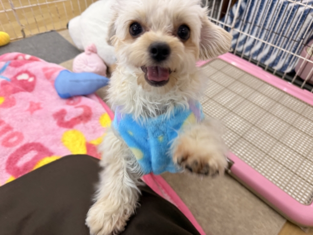 激カワガール❣️愛情表現豊かなおてんば娘💫うっとり顔が可愛いすぎる💗ハーフ犬(チワワ✖️トイプードル)の女のコきました〜❣️ チワプー