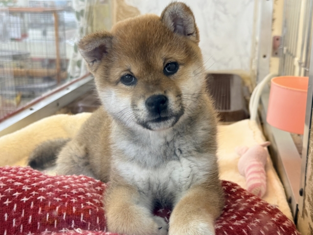 あたちはね〜むちころ美ボディ💗はしゃいじゃうよ〜🌟柴犬の女のコきました✨ 柴犬