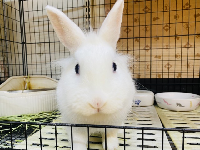 最新画像有ります❗️頭の『ちょび』がチャームポイント☝🏻✨優しいお色のミニウサギさん‼️