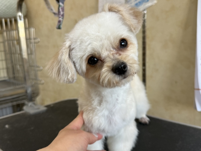 激カワガール❣️愛情表現豊かなおてんば娘💫うっとり顔が可愛いすぎる💗ハーフ犬(チワワ✖️トイプードル)の女のコきました〜❣️ チワプー