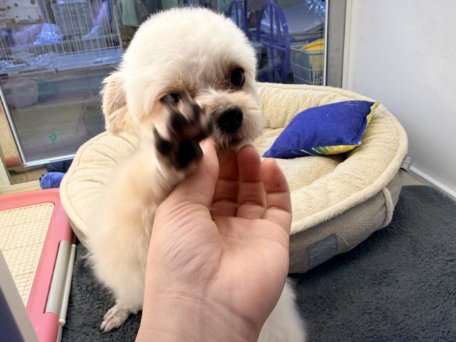 激カワガール❣️愛情表現豊かなおてんば娘💫うっとり顔が可愛いすぎる💗ハーフ犬(チワワ✖️トイプードル)の女のコきました〜❣️ チワプー