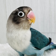 愛が重い〜の🏹ボタンインコ(ブルー)❤️